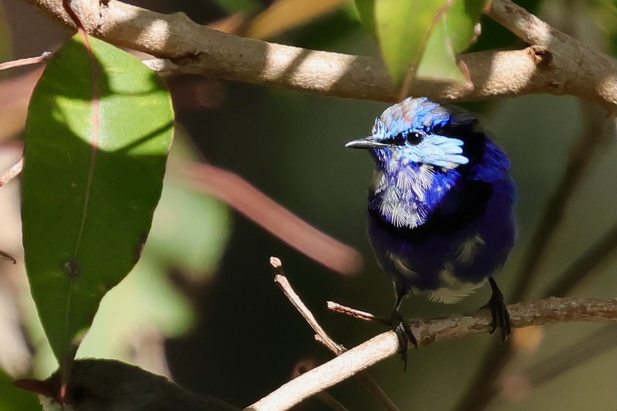 Splendid Fairywren - ML643267684