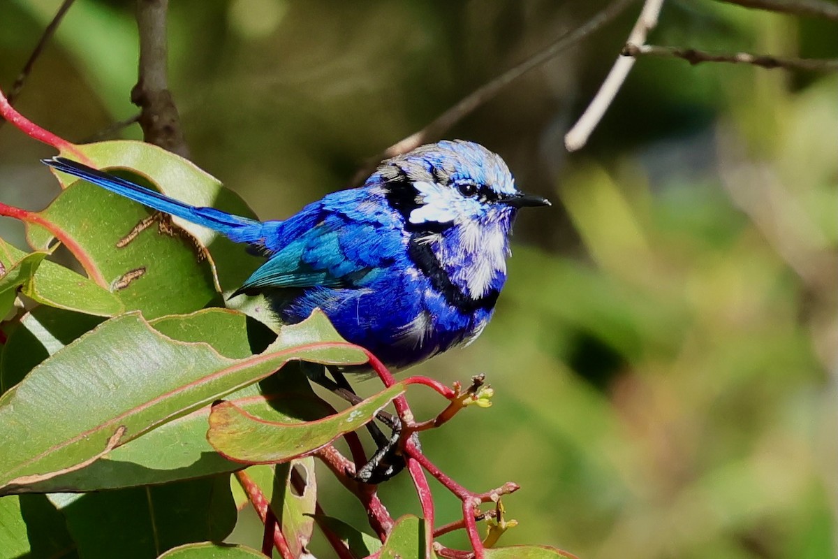 Splendid Fairywren - ML643267685