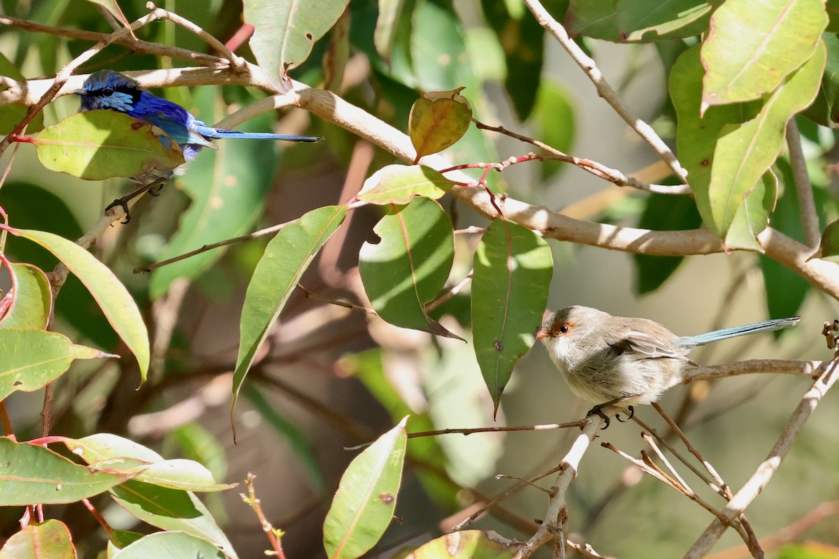 Splendid Fairywren - ML643267686