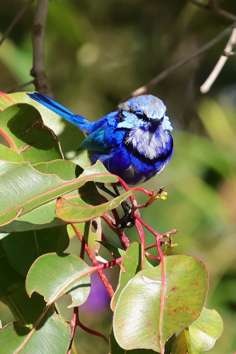Splendid Fairywren - ML643267687