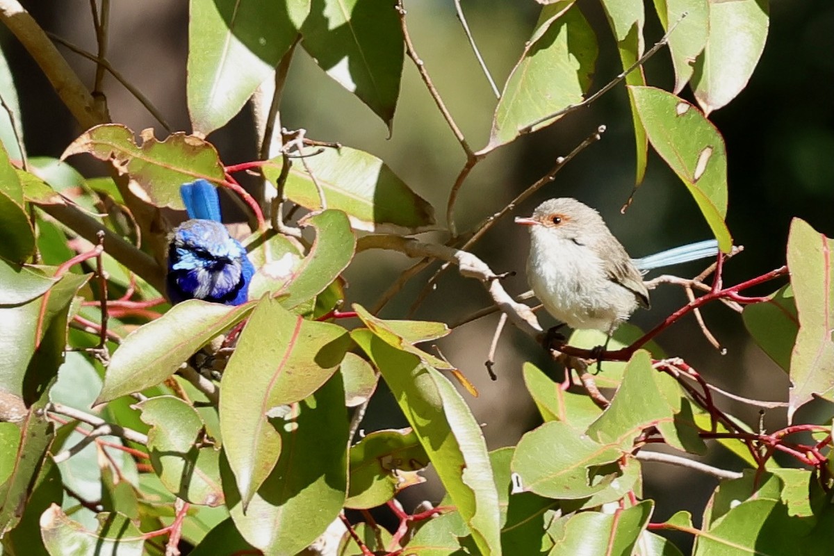 Splendid Fairywren - ML643267688