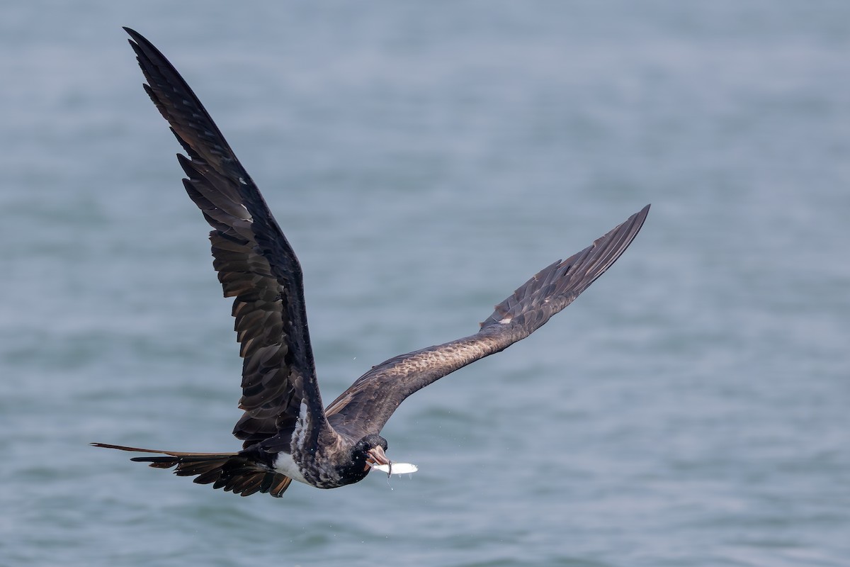 Christmas Island Frigatebird - ML643267690