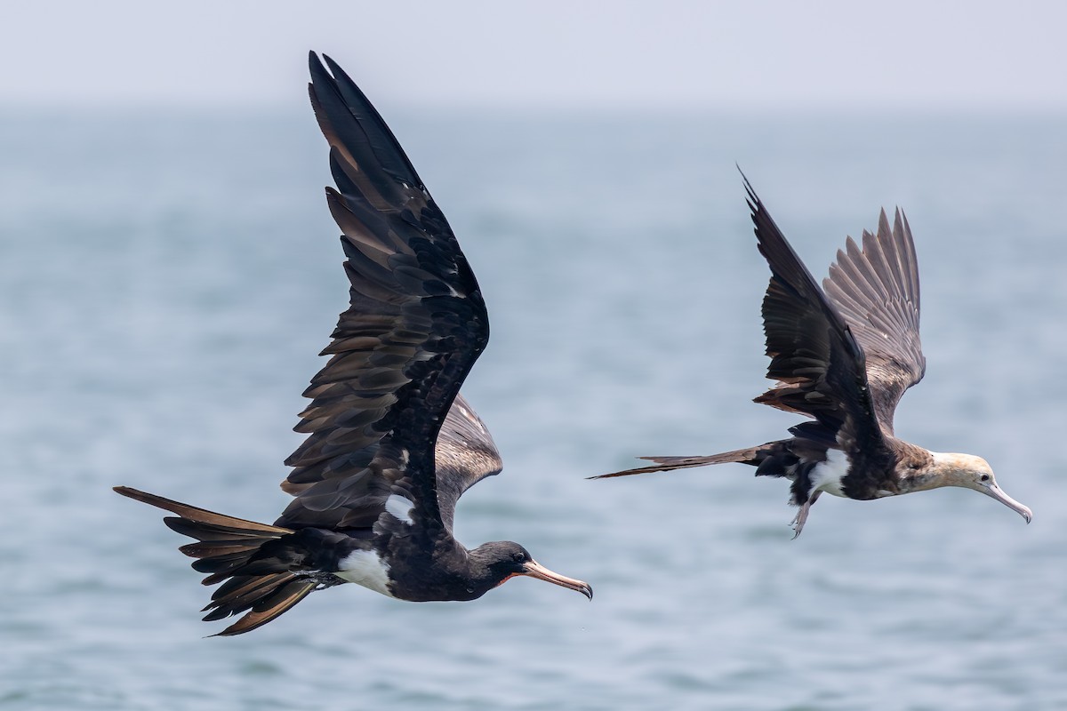 Christmas Island Frigatebird - ML643267691
