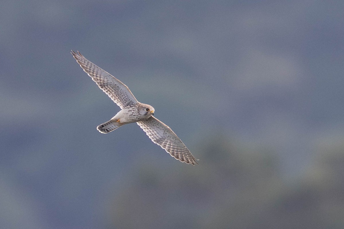 Eurasian Kestrel - ML643267693