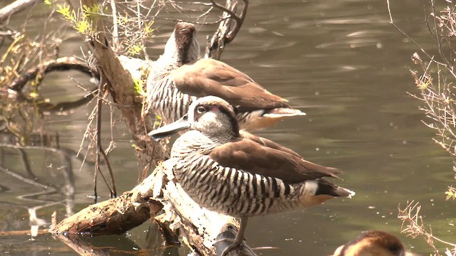 Pink-eared Duck - ML643267698