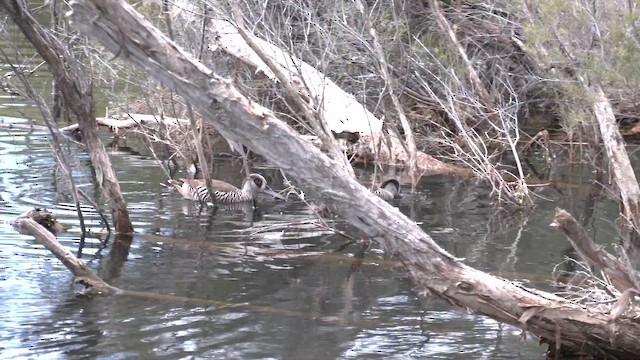 Pink-eared Duck - ML643267699