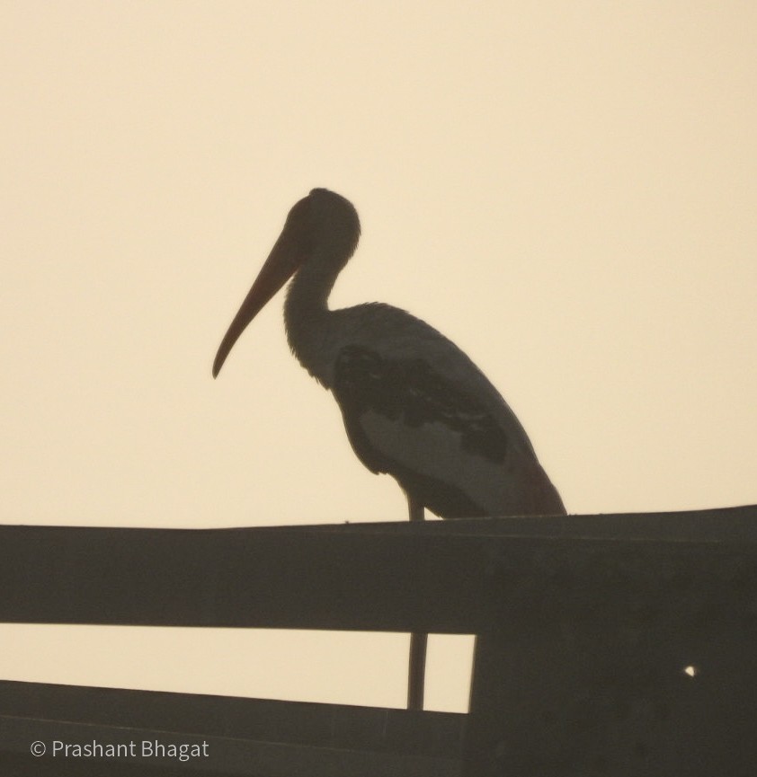 Painted Stork - ML643267706