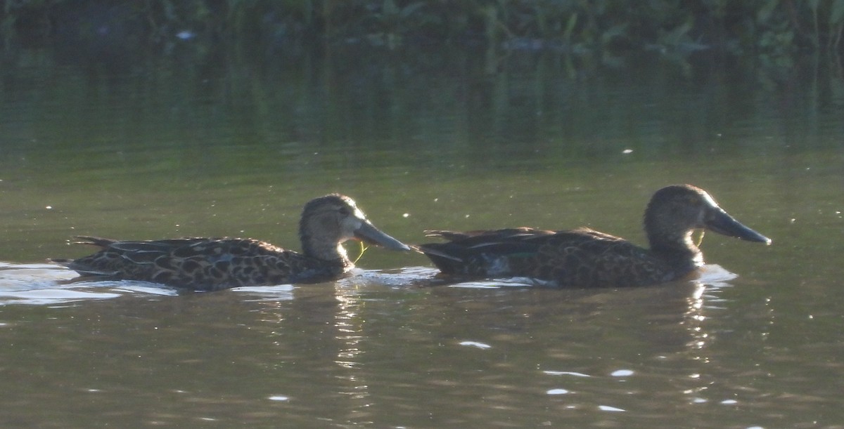 Australasian Shoveler - ML643267712