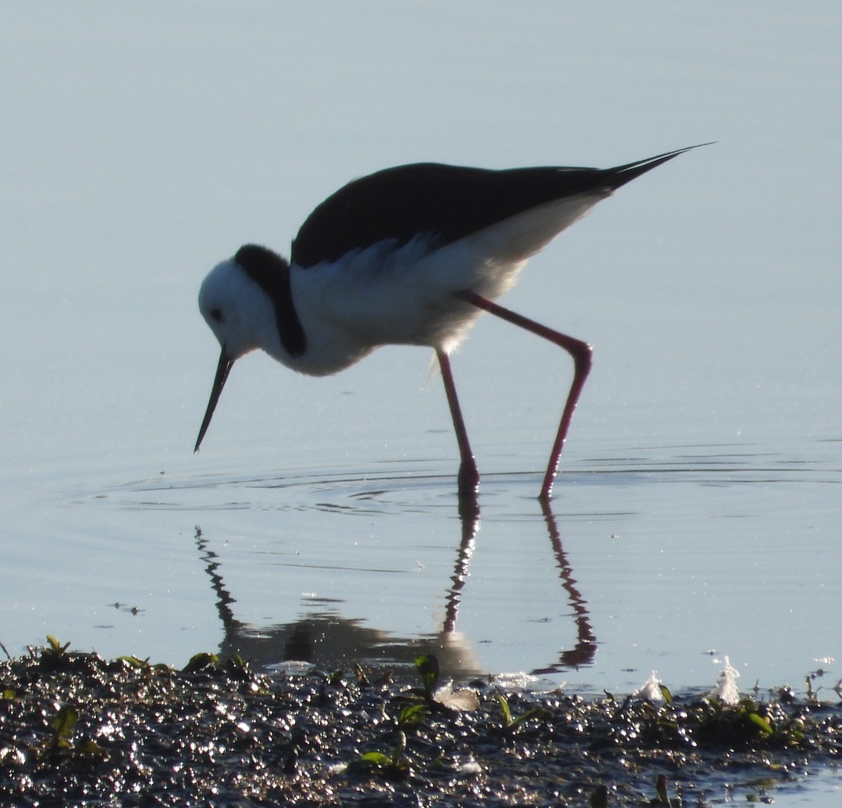 Pied Stilt - ML643267714