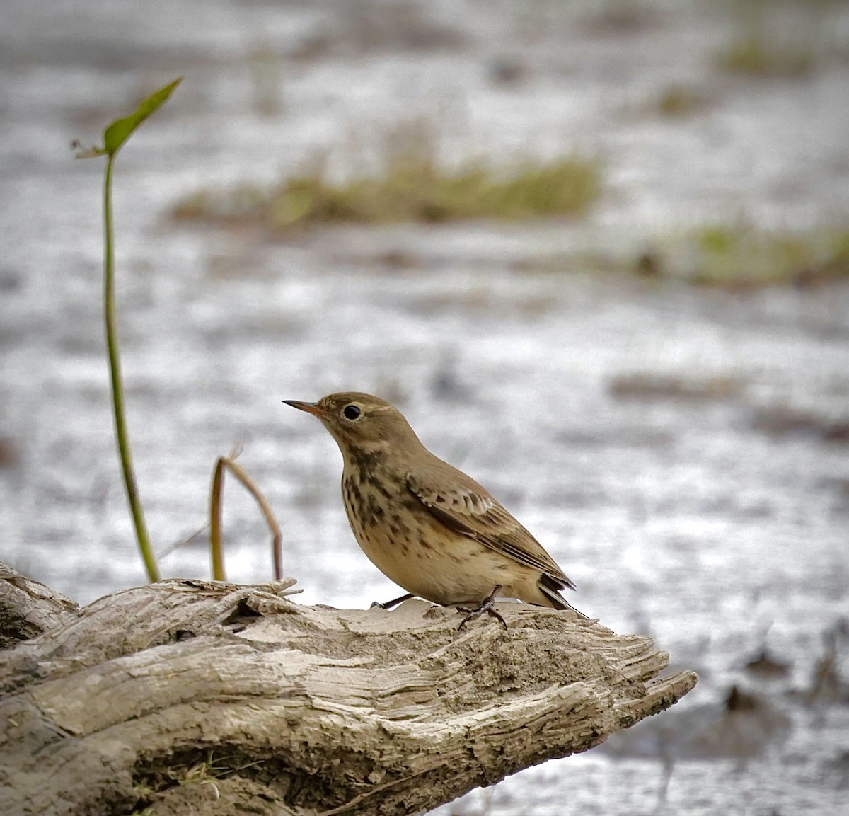 American Pipit - ML643267719