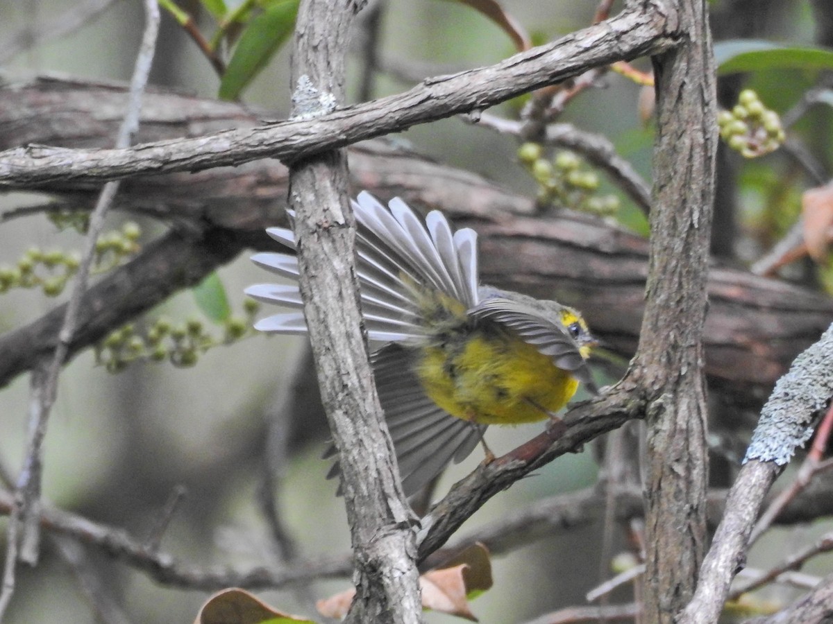 Yellow-bellied Fairy-Fantail - ML643267751