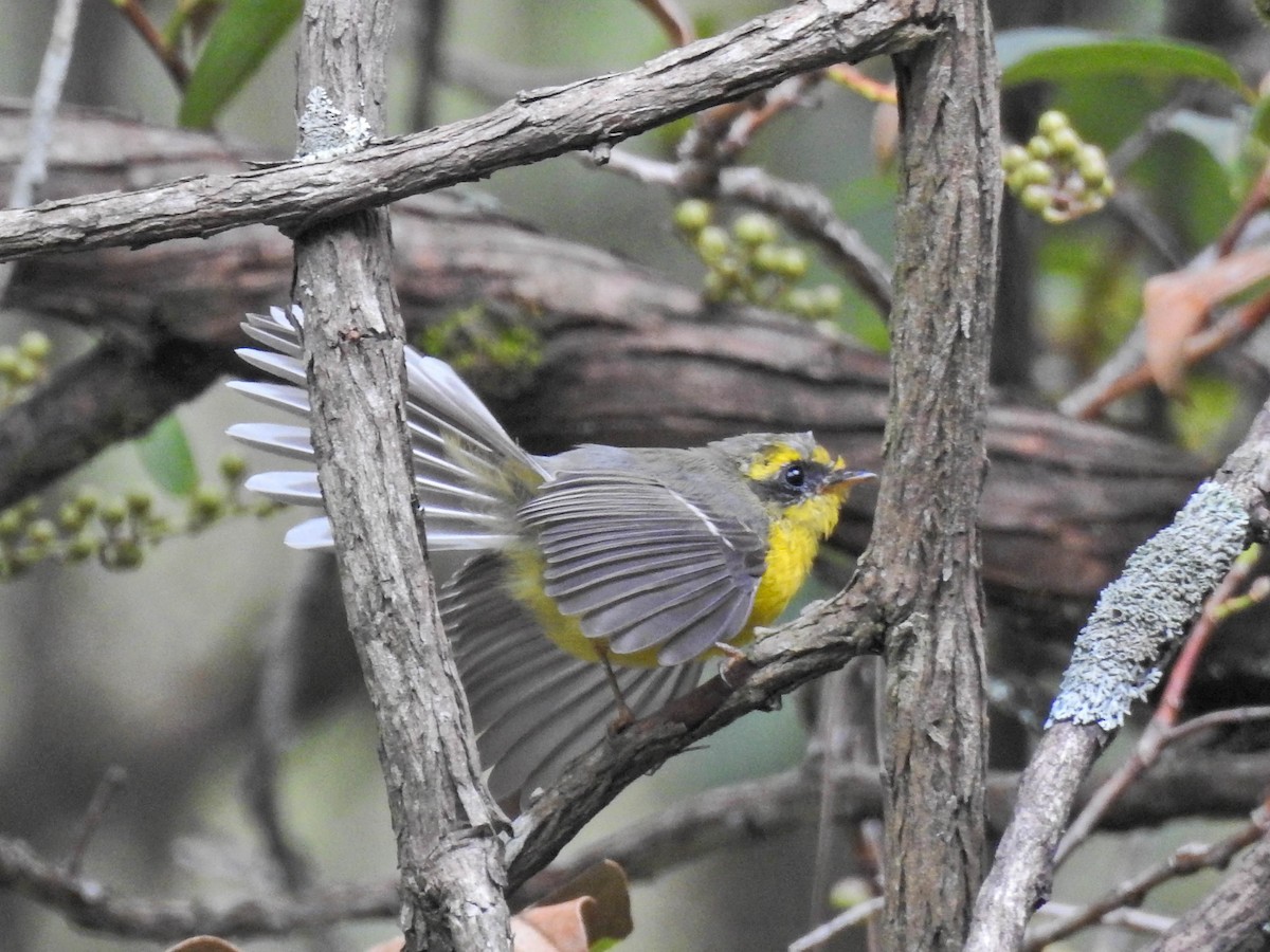 Yellow-bellied Fairy-Fantail - ML643267752