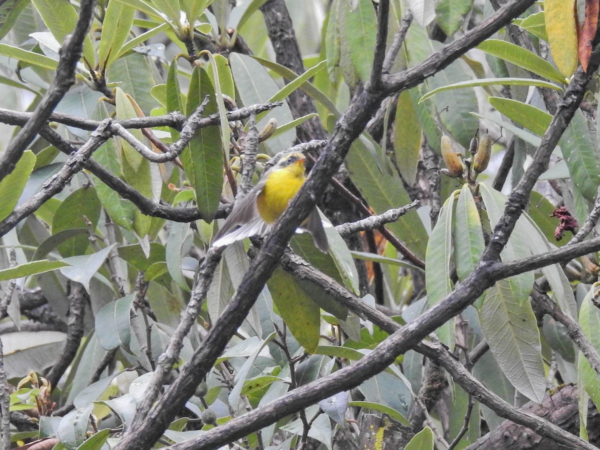 Yellow-bellied Fairy-Fantail - ML643267753