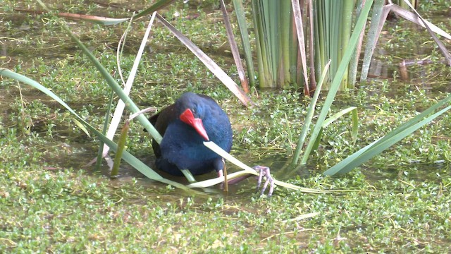 Australasian Swamphen - ML643267792