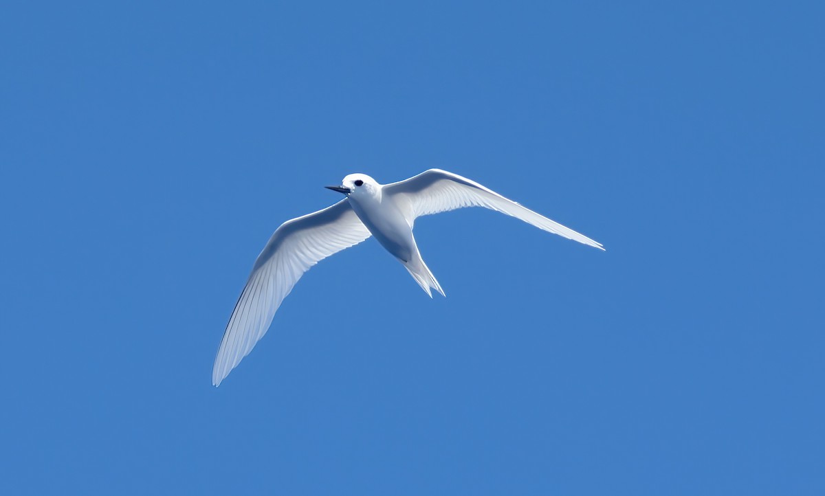 White Tern - ML643267803