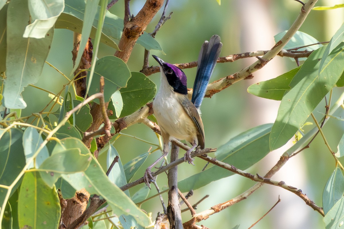 Purple-crowned Fairywren - ML643267811