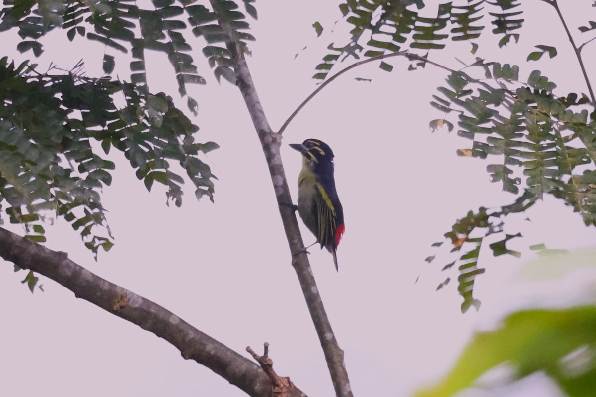 Red-rumped Tinkerbird - ML643267819