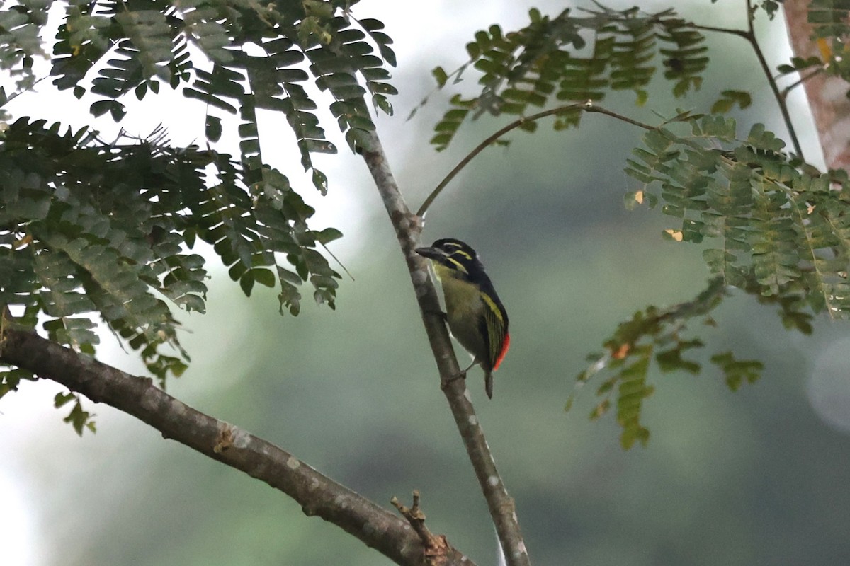 Red-rumped Tinkerbird - ML643267820