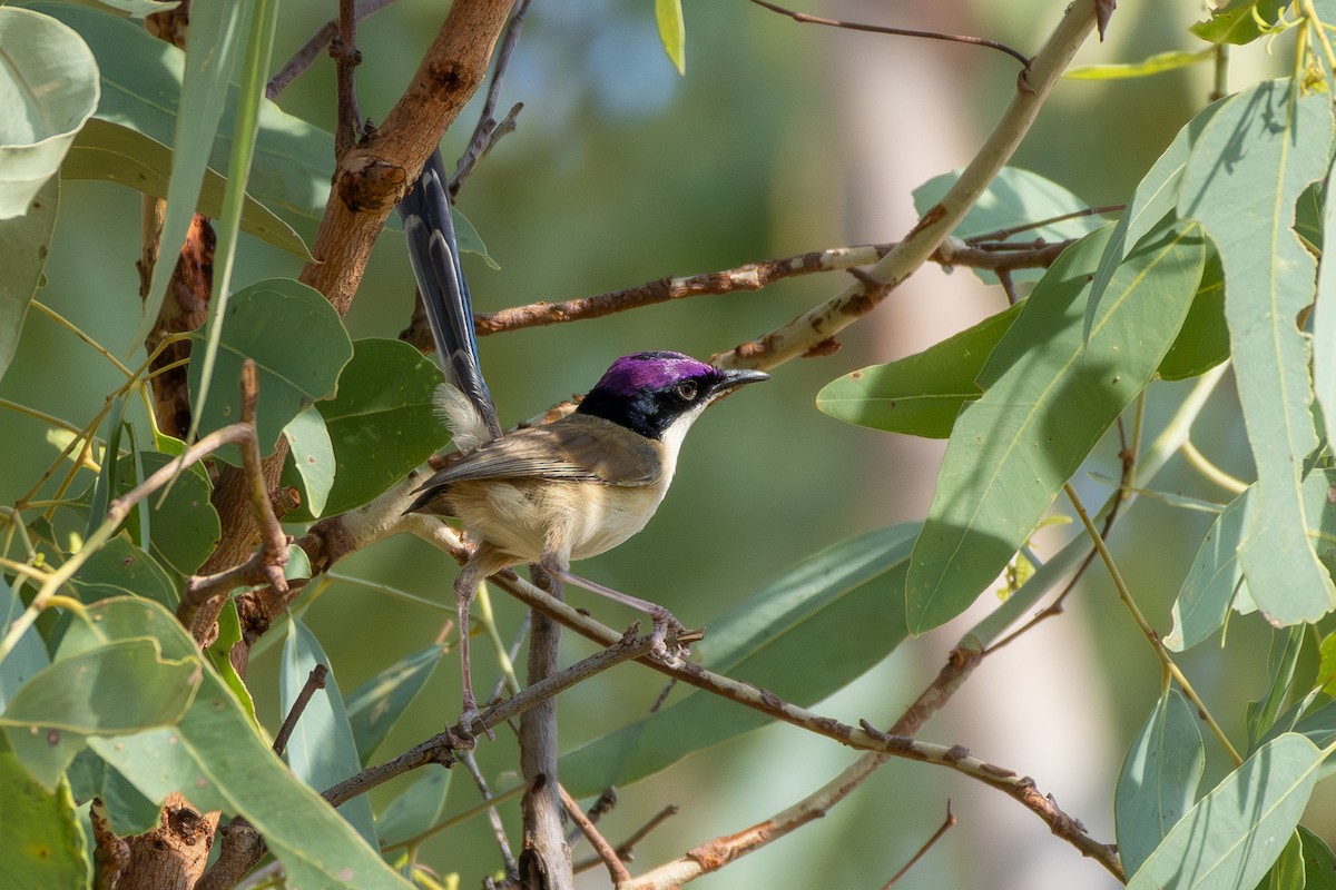 Purple-crowned Fairywren - ML643267827
