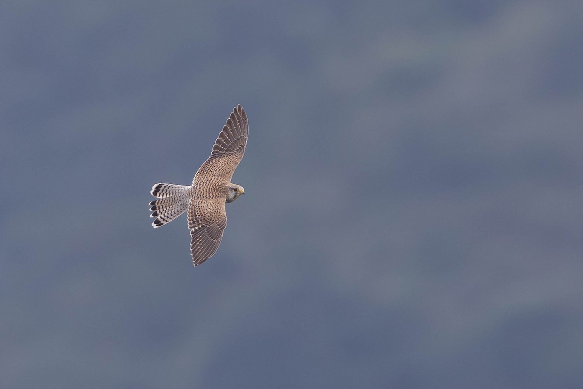 Eurasian Kestrel - ML643267832