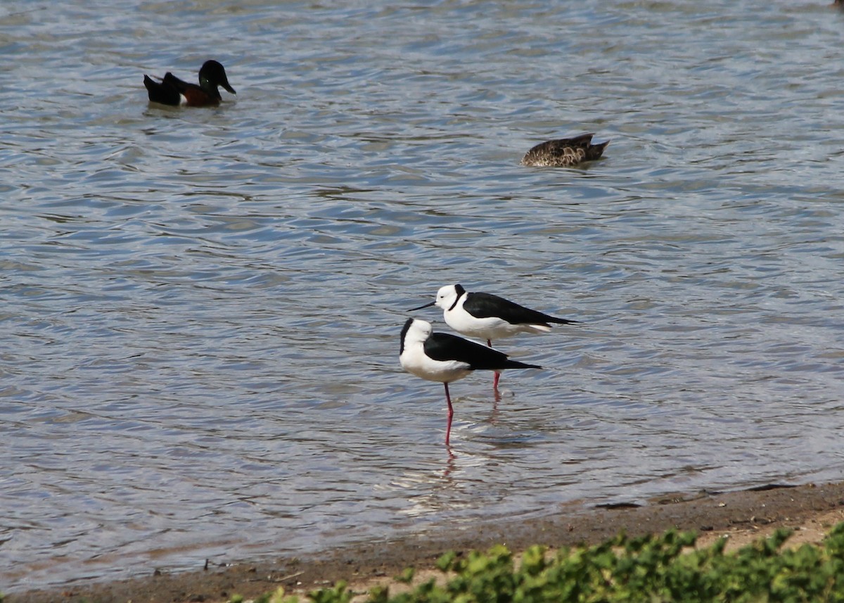 Pied Stilt - ML643267885