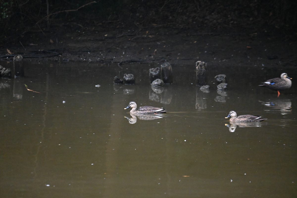 Eastern Spot-billed Duck - ML643267887