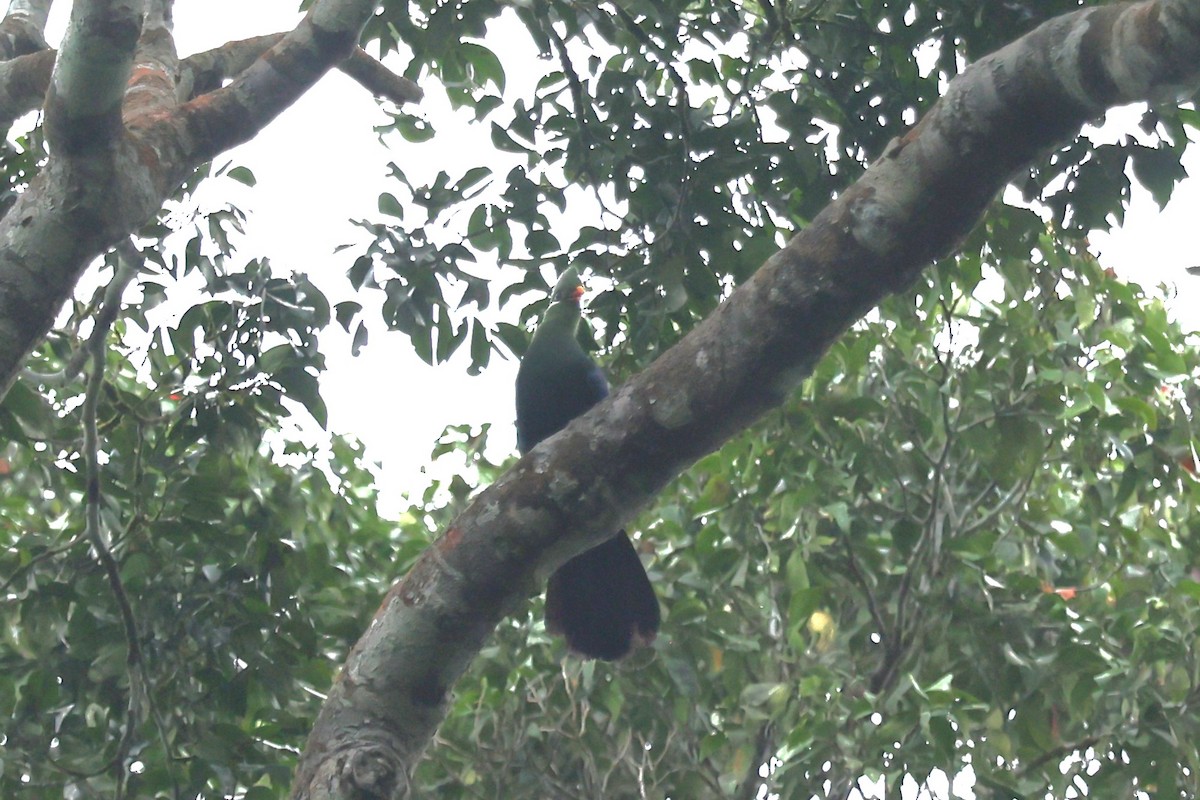Yellow-billed Turaco - ML643267888