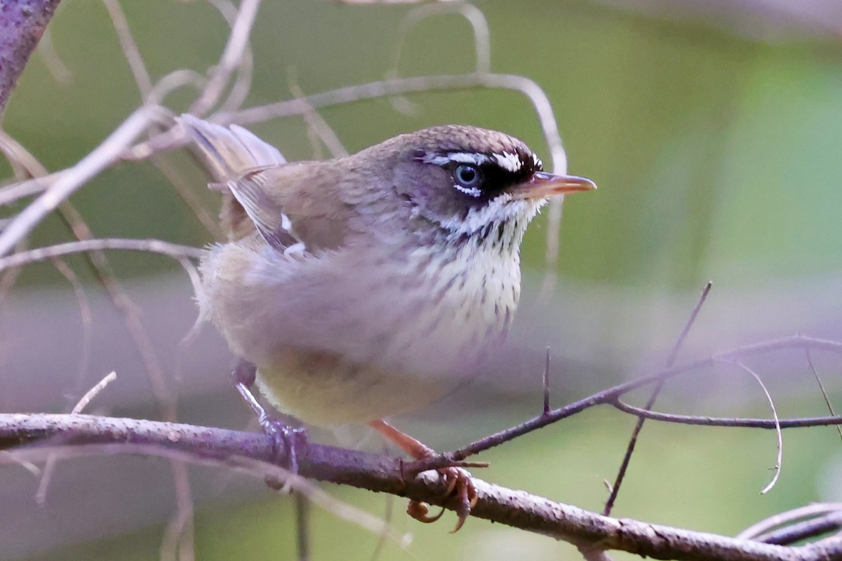 Spotted Scrubwren - ML643267894