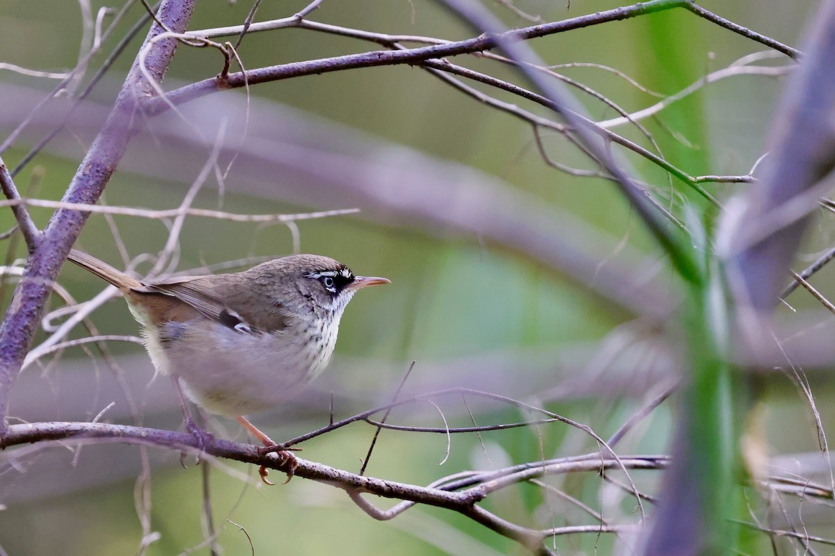 Spotted Scrubwren - ML643267895