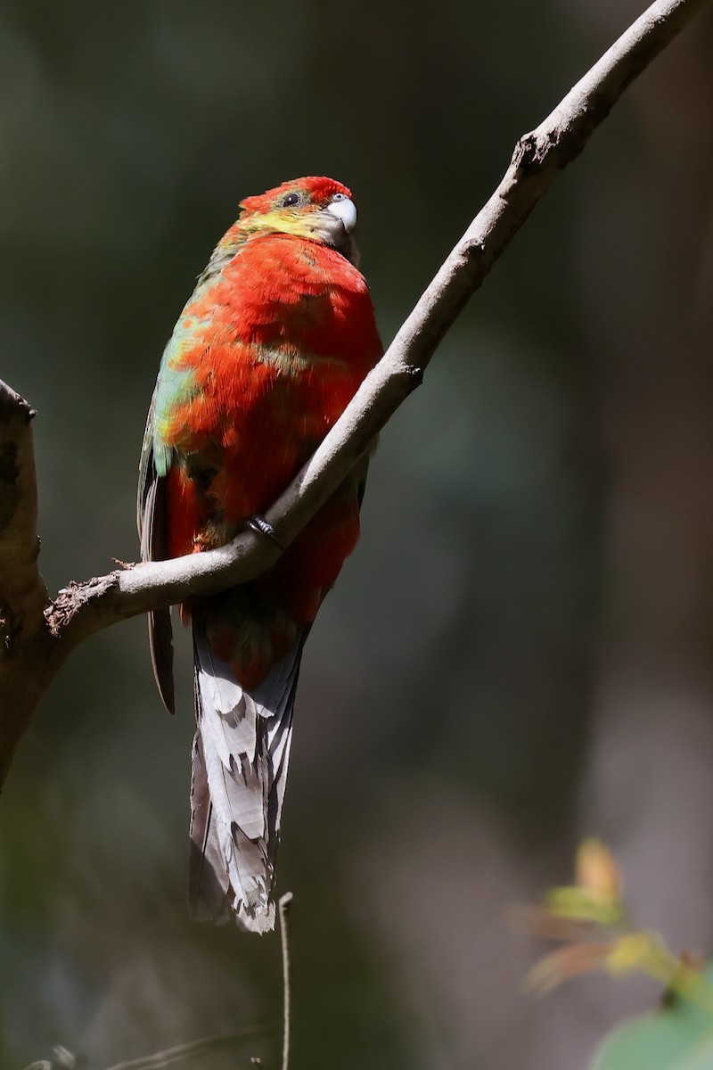 Western Rosella - ML643267902