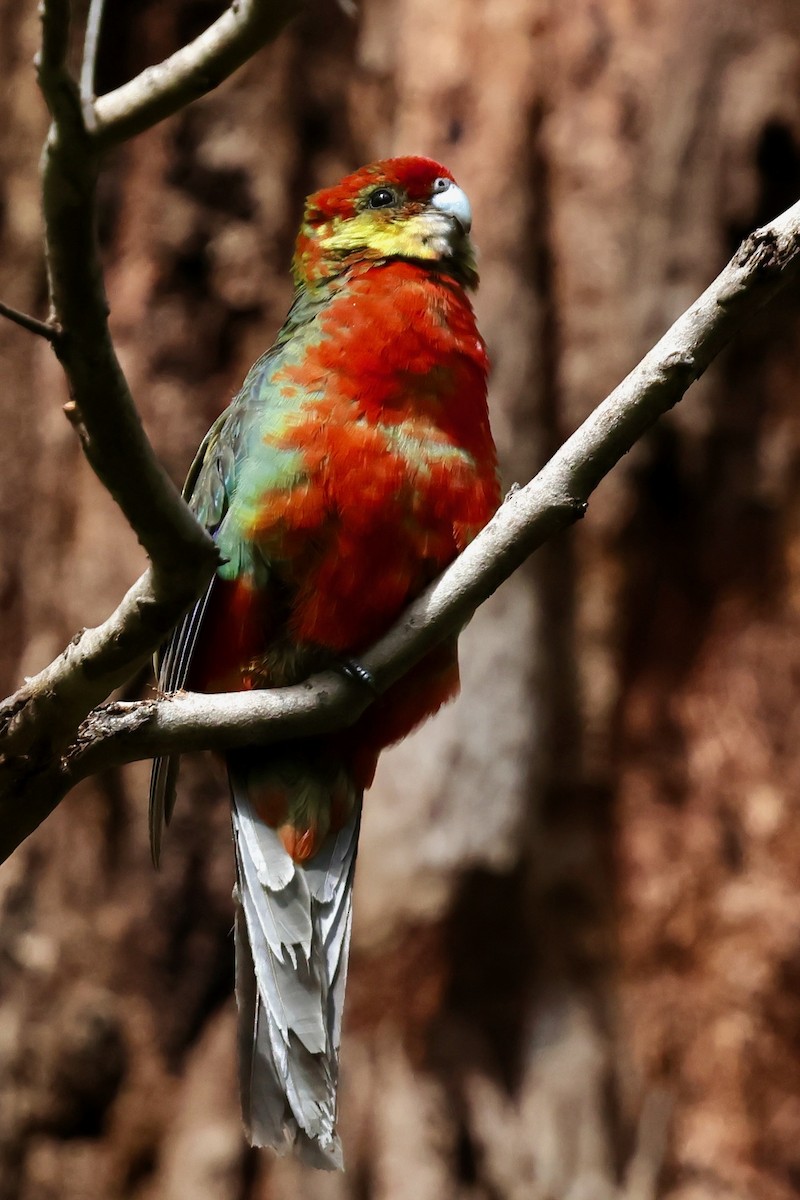 Western Rosella - ML643267904