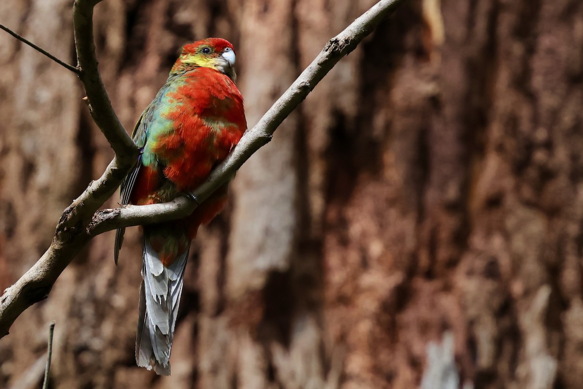 Western Rosella - ML643267905