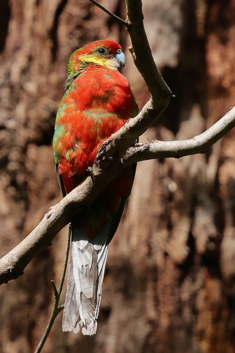 Western Rosella - ML643267906
