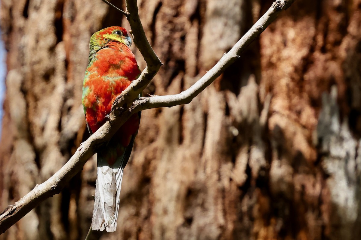 Western Rosella - ML643267907