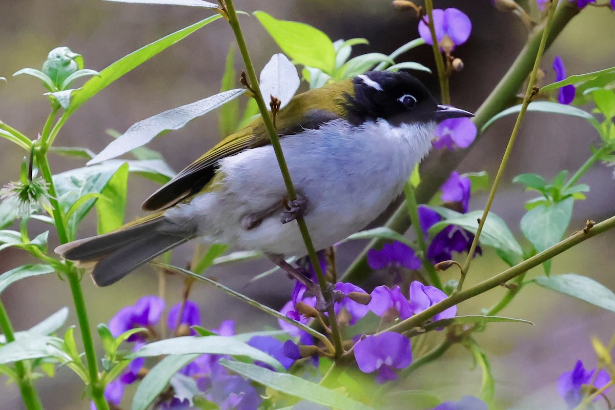Gilbert's Honeyeater - ML643267928
