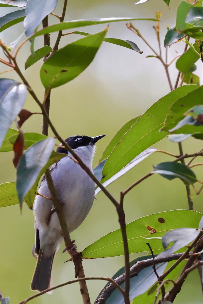 Gilbert's Honeyeater - ML643267930
