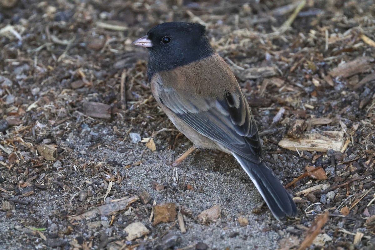 Dark-eyed Junco - ML643267934