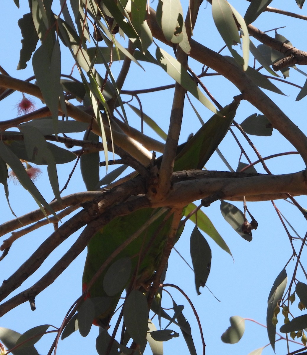 Musk Lorikeet - ML643267944