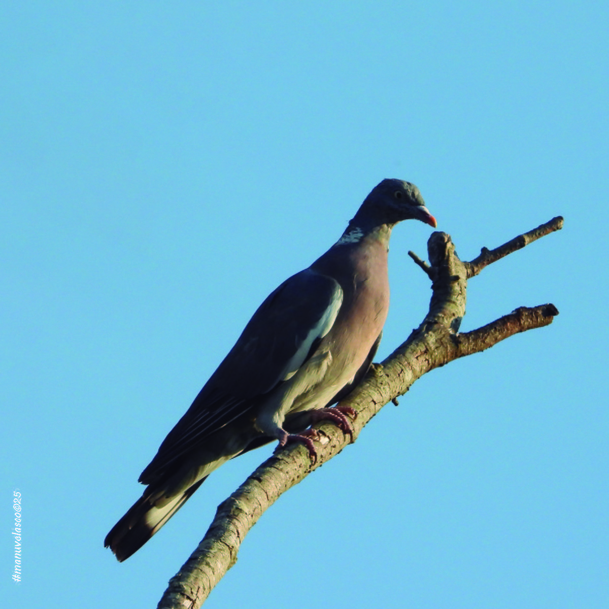 Common Wood-Pigeon - ML643267948