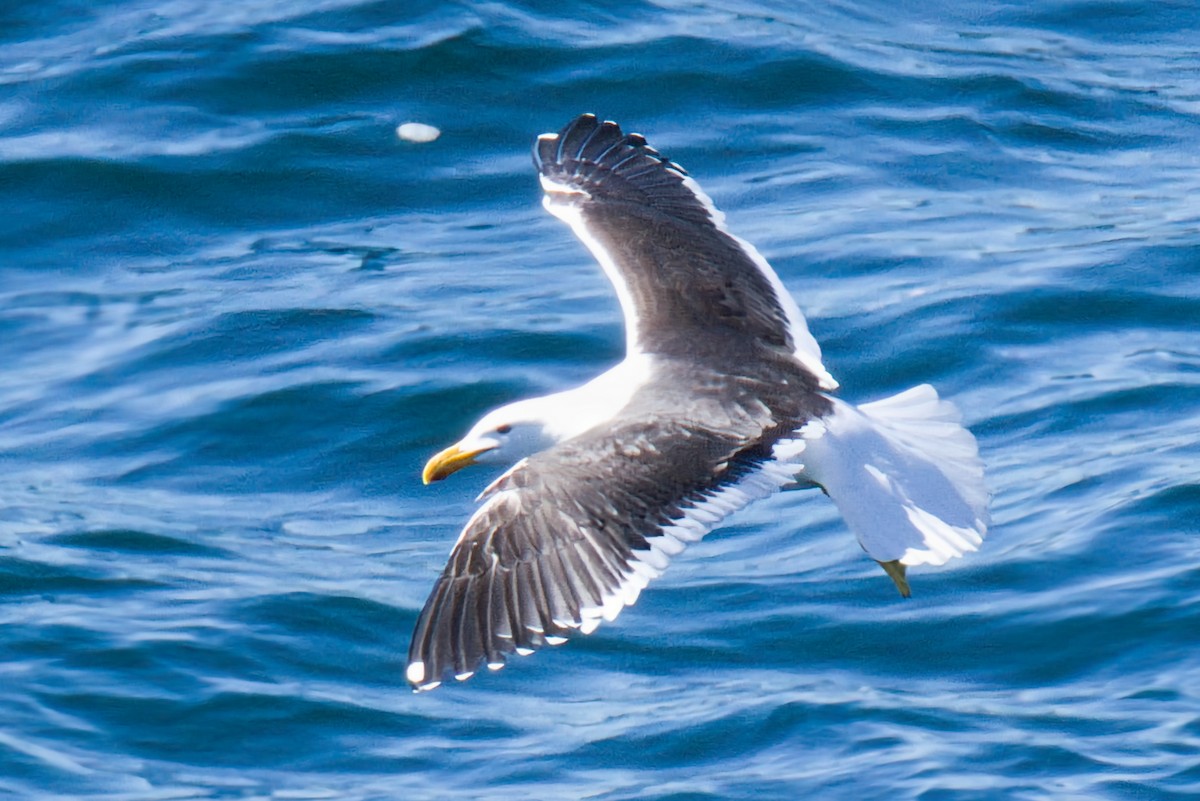 taremåke - ML643267952