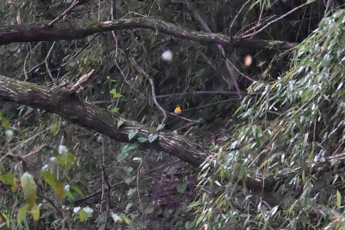 黃眉黃鶲 - ML643267989