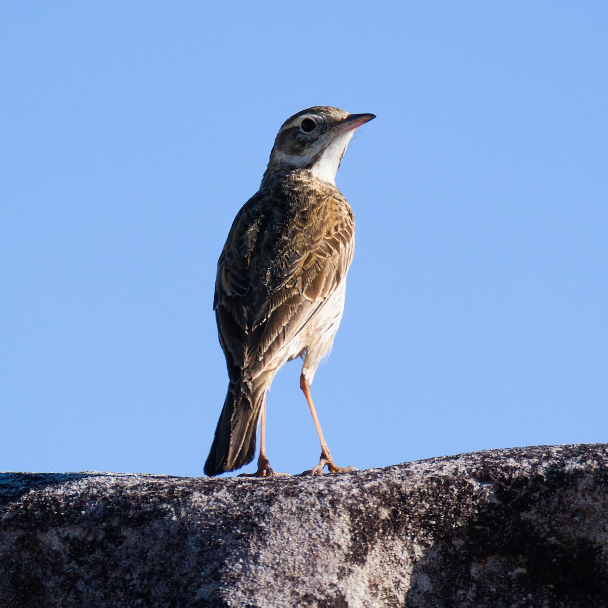 australiapiplerke - ML643267995