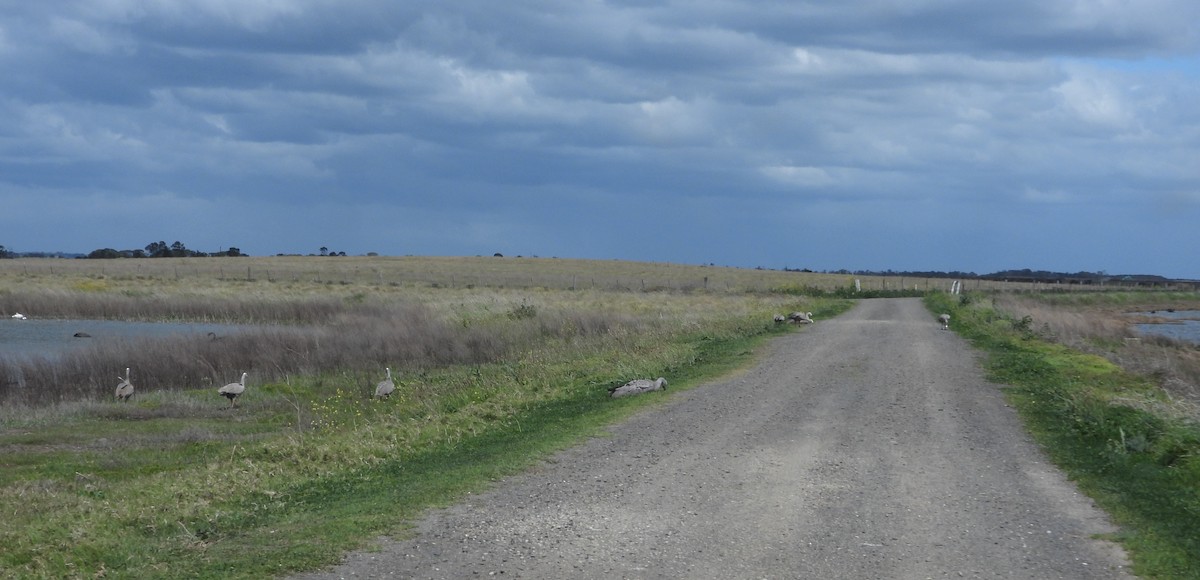 Cape Barren Goose - ML643267997