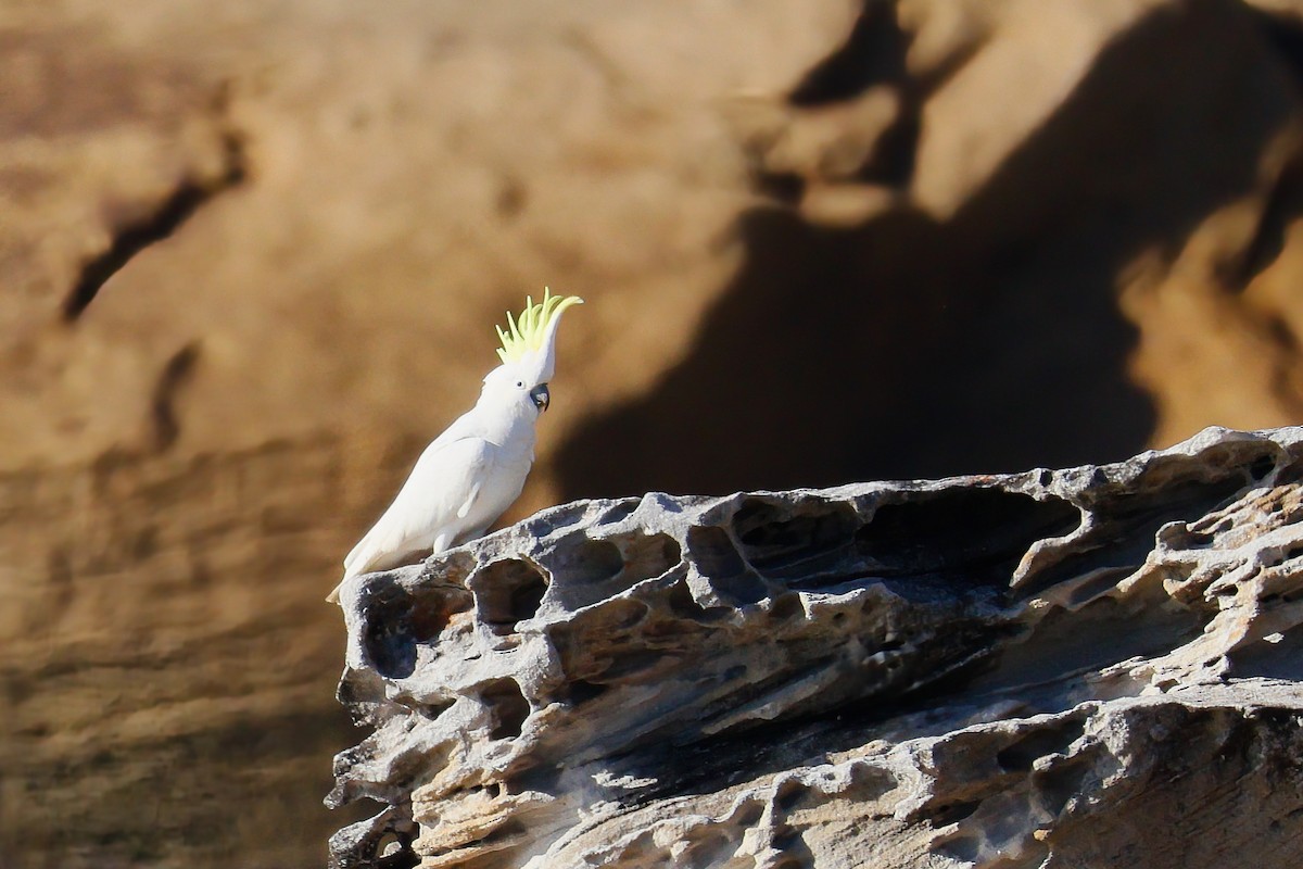 gultoppkakadu - ML643268002