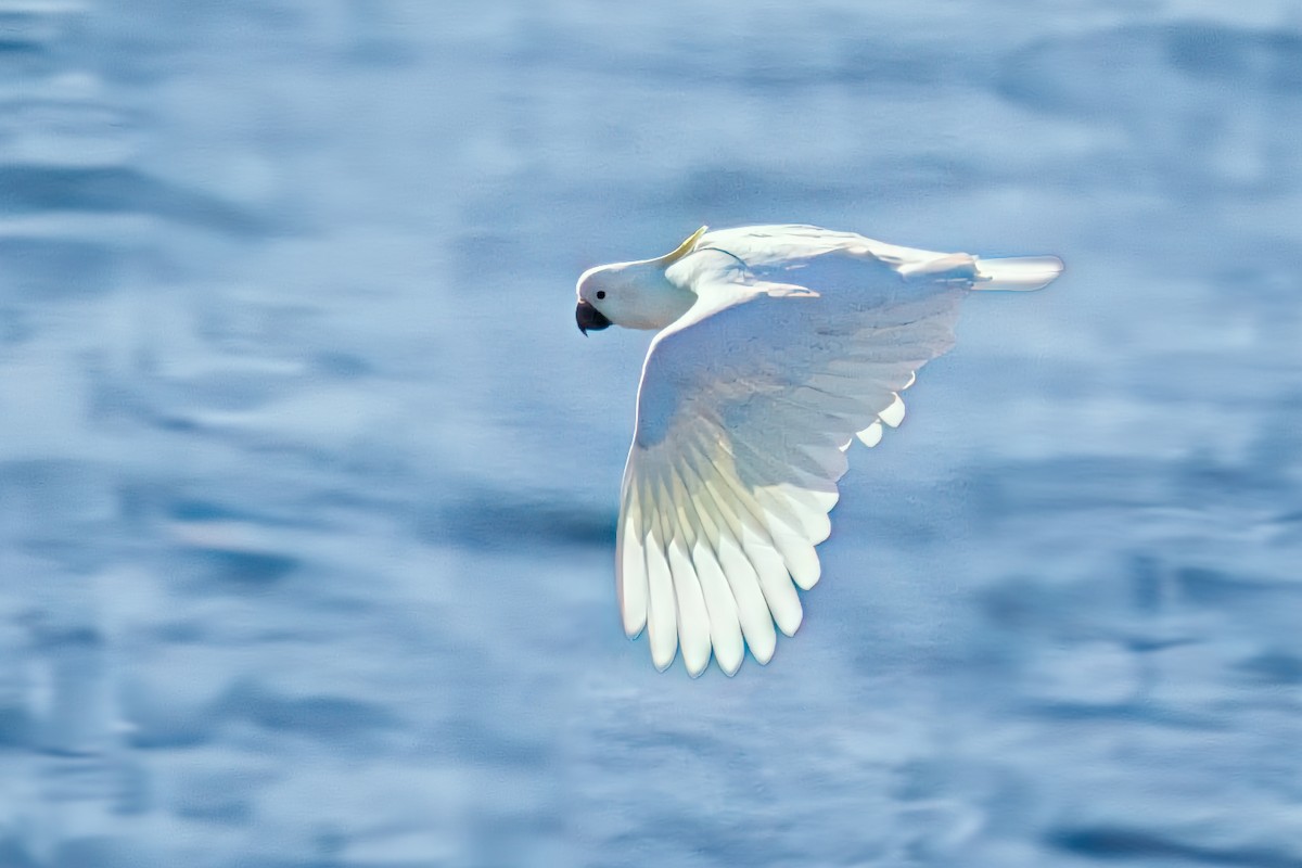 gultoppkakadu - ML643268011