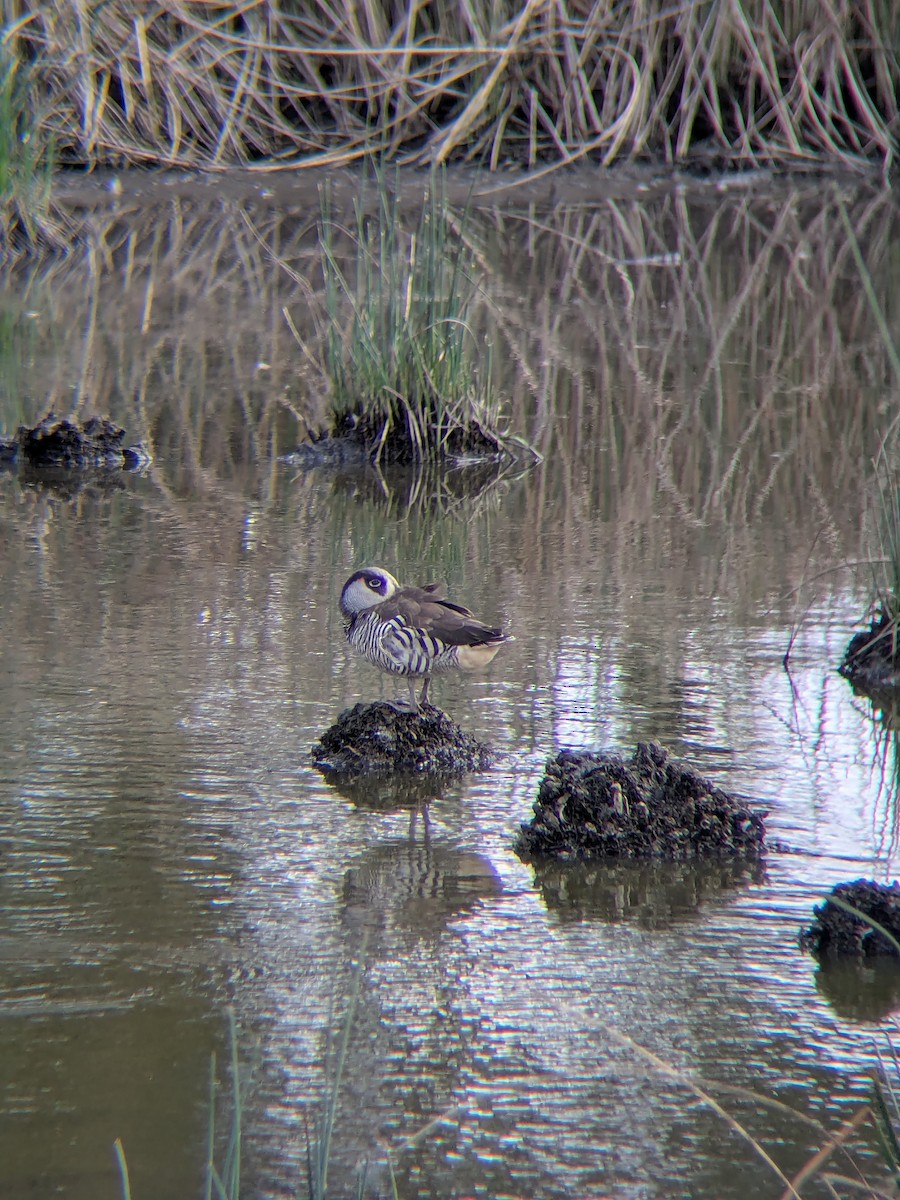 Pink-eared Duck - ML643268027