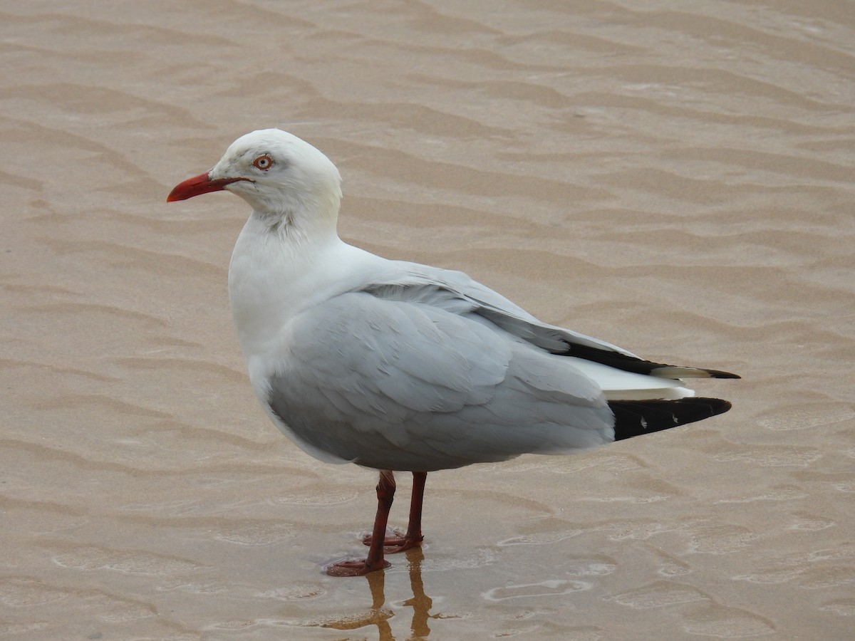 racek australský - ML643268031