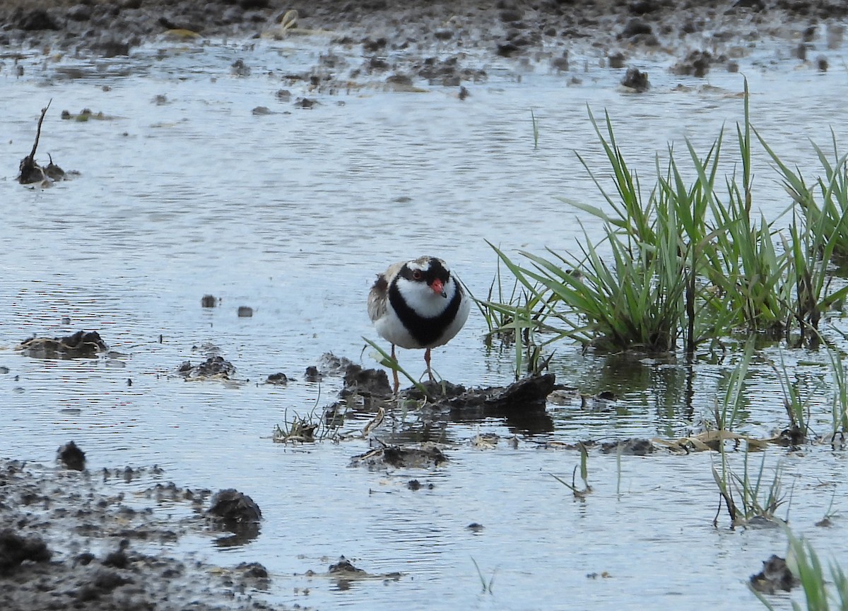Black-fronted Dotterel - ML643268055