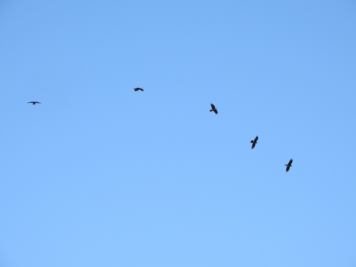 Common Raven - ML643268056