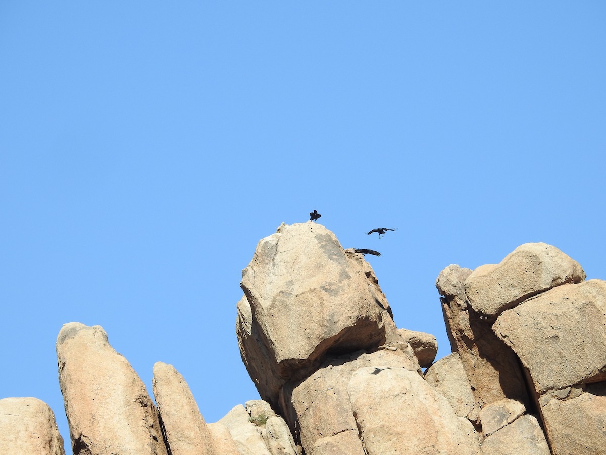 Common Raven - ML643268057